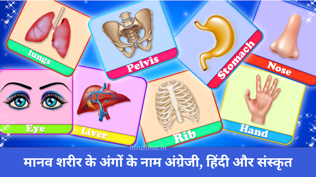 Human Body Parts